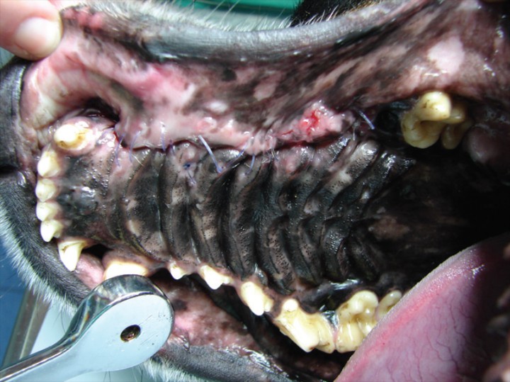 <p>Imagen intraoral 24 días después de la cirugía. Se advierte proceso favorable de cicatrización.</p>