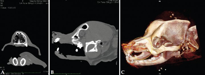 <p>Imágenes de TAC con ventana de huesos 6 meses después de la cirugía. (A) Plano transversal (B) Plano sagital (C) 3D. Se observa ausencia de neoformación ósea y/o tejidos blandos en la región intervenida (imágenes cedida por Diagnosfera).</p>