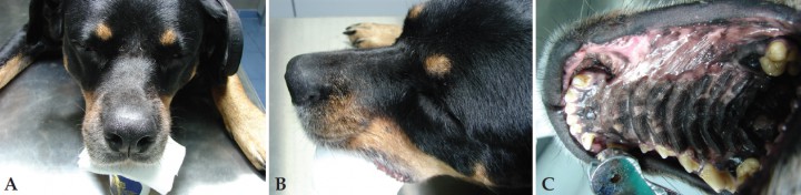 <p>Imágenes macroscópicas 365 días después de la cirugía. (A) Frontal (B) Lateral (C) Intraoral. Se aprecia buen resultado funcional y estético.</p>