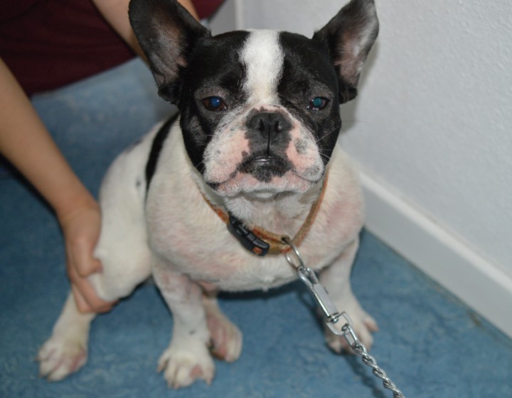 <p>Bulldog Francés, macho, de 3 años de edad, con prurito crónico y lesiones características del síndrome atópico.</p>