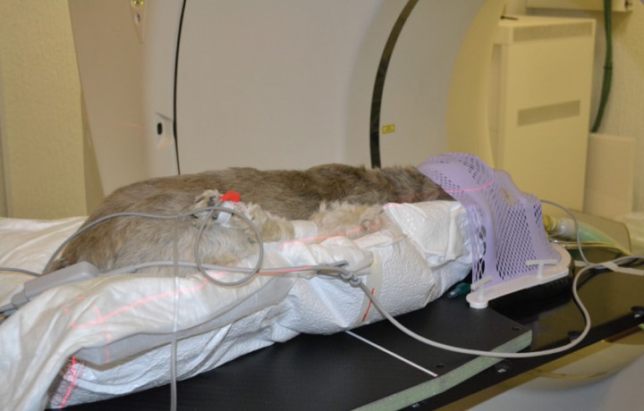 <p>Animal posicionado en el acelerador para la sesión de tratamiento. Inmovilización con colchón de vacío, máscara termoconformada y molde oral. Los pacientes están monitorizados durante todo el tratamiento.</p>