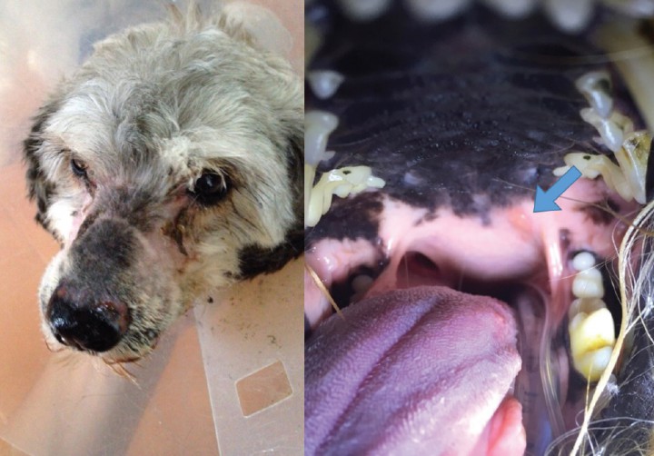 <p>Radiodermitis y mucositis oral (flecha) desarrollada al final del tratamiento.</p>