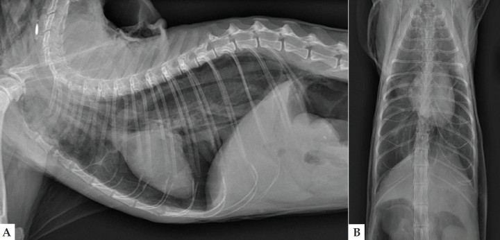 <p>Radiografías de tórax en proyección lateral derecha (A) y ventrodorsal (B) en un gato Persa de 15 años con un cuadro de disnea y enfisema subcutáneo.</p>