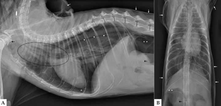 <p>Mismas imágenes que en Figura 1. Proyección lateral de tórax (A): Neumomediastino (elipse); neumotórax (asterisco blanco) con retracción del lóbulo pulmonar caudal (cabeza de flechas blancas); enfisema subcutáneo (flechas blancas) y neumoretroperitoneo (doble asterisco blanco). Osteofitos o artrolitos a nivel de las articulaciones escapulohumerales y pequeñas mineralizaciones a nivel de las siluetas renales (flecha negra). En la proyección ventrodorsal (B) realizada tras drenaje del neumotórax se observa mayor distensión pulmonar.</p>