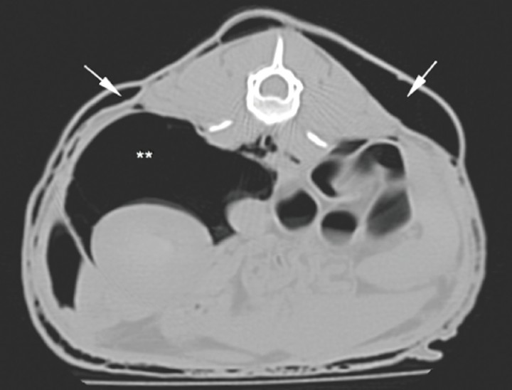 <p>Corte transversal de abdomen craneal en ventana hueso. El asterisco marca el neumoperitoneo.</p>