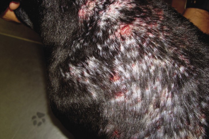 <p>Imagen del caso 1. Obsérvese la grave reacción papular, casi nodular.</p>