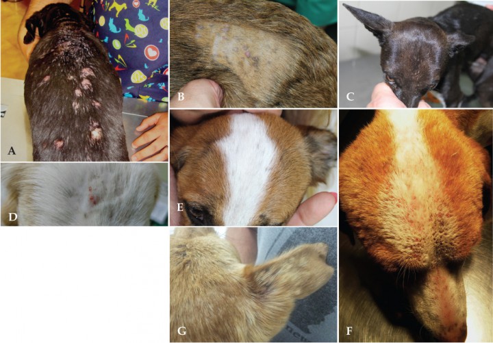 <p>Imágenes de los 7 casos en el día 0. (A) Caso 1: reacción prácticamente nodular grave y dolorosa. (B) Caso 2: lesiones en el flanco. (C)Caso 3: lesiones en la cabeza. (D) Caso 4: lesiones en la cabeza. (E) Caso 5: leves lesiones en la cabe­za. (F) Caso 6: lesiones en el dorso de la cabeza. (G) Caso 7: afección también en los pabellones.</p>