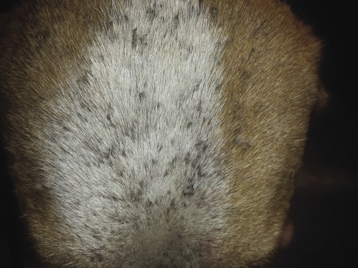 <p>Evolución a los 7 días del caso 6.</p>