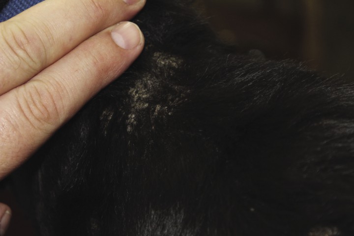 <div class=\"Basic-Text-Frame\">
<p>Imagen del caso 3, un mes después del tratamiento. Obsérvese la reacción costrosa en proceso de curación.</p>
</div>