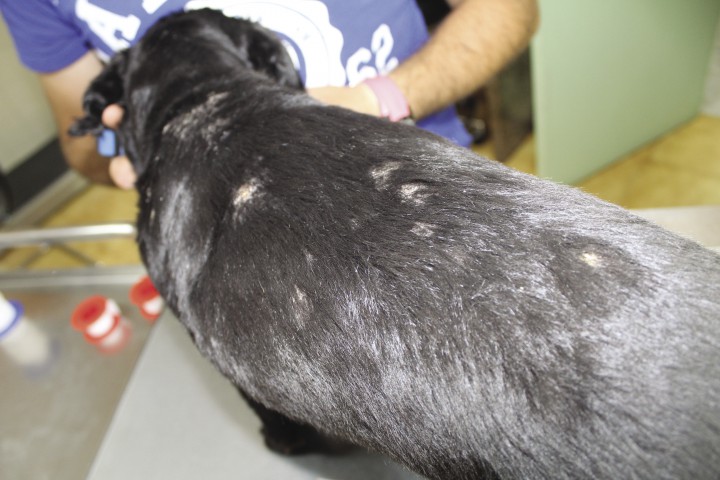 <div class=\"Basic-Text-Frame\">
<p>Imagen del caso 1 a los dos meses. Buena evolución.</p>
</div>