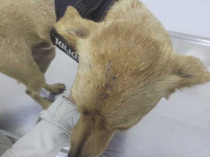 <div class=\"Basic-Text-Frame\">
<p>Imagen del caso 7 a los dos meses. Típica reacción costrosa en proceso de curación.</p>
</div>