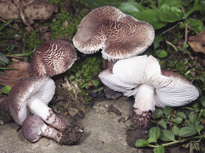 <div class=\"Basic-Text-Frame\">
<p>Imagen de <em>Lepiota brunneoincarnata</em>.</p>
</div>