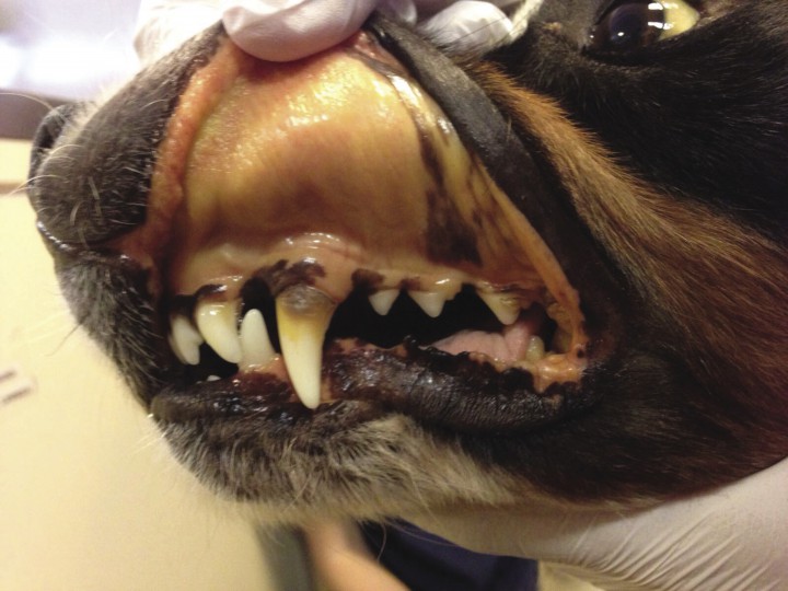 <div class=\"Basic-Text-Frame\">
<p>Ictericia de la mucosa oral y conjuntival.</p>
</div>