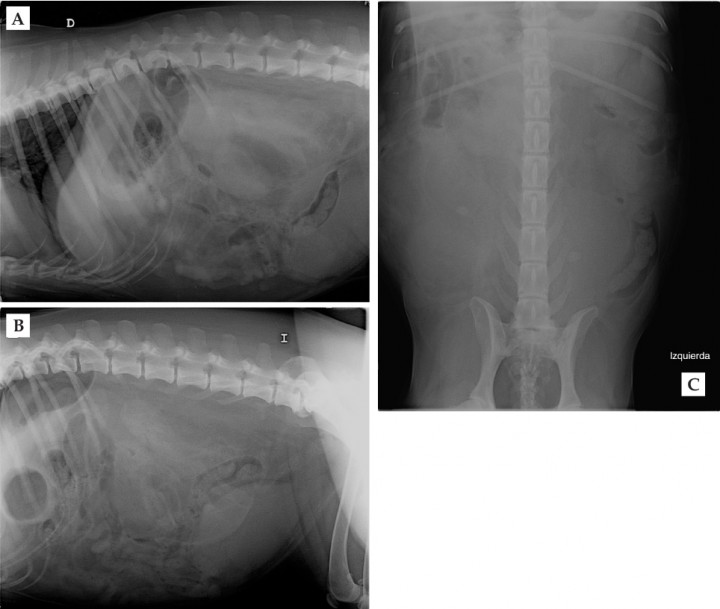 <div>
<div class=\"Basic-Text-Frame\">
<p>Radiografía de abdomen lateral derecha (A), lateral izquierda (B) y ventrodorsal (C).</p>
</div>
</div>