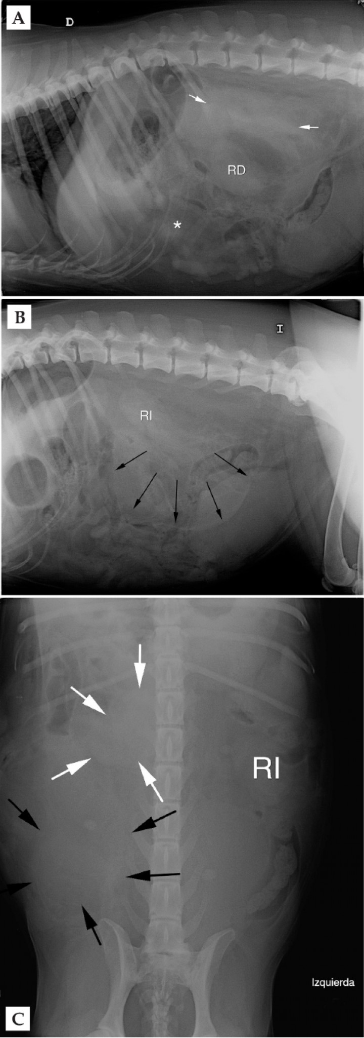 <p>Mismas imágenes que Fig.1. (A) Radiografía lateral derecha: señala posición del riñón derecho (RD), pérdida de definición de serosas a nivel retroperitoneal (entre flechas blancas) y a nivel peritoneal (asterisco blanco). (B) Radiografía lateral izquierda: muestra posición del riñón izquierdo (RI) y efecto masa desde zona retroperitoneal (flechas negras). (C) Radiografía ventrodorsal: señala posición de riñón izquierdo (RI) y masa mal definida localizada en la zona lateral derecha caudal a la última costilla y parcialmente superpuesta con la columna (flechas blancas), así como otra masa mal definida que ocupa gran parte del abdomen derecho caudal (flechas negras).</p>