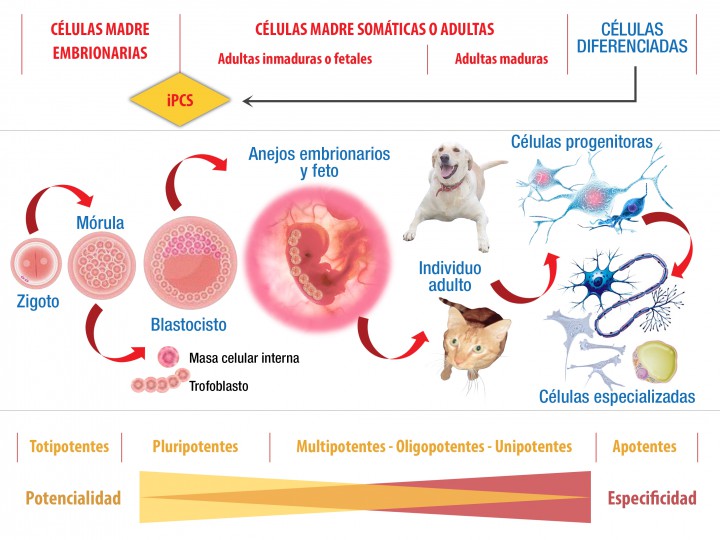 <p>Biología de las células madre (clasificaciones y tipos). Nótese como en los estadios iniciales del desarrollo embrionario estas células presentan mayor grado de potencialidad, pero, según se avanza en el tiempo, se van diferenciando dando lugar a líneas celulares cuya potencialidad es cada vez más reducida.</p>