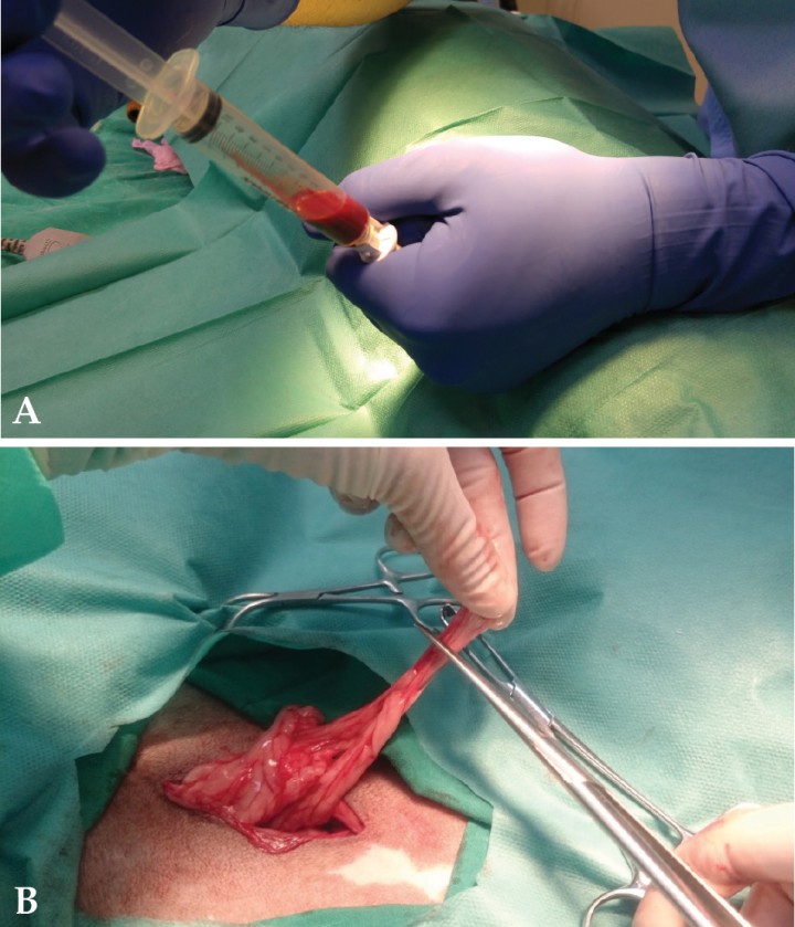 <p>Obtención de células madre mesenquimales caninas en condiciones asépticas. (A) Aspirado de médula ósea de la cresta ilíaca. (B) Explante de tejido adiposo procedente de grasa intraabdominal.</p>