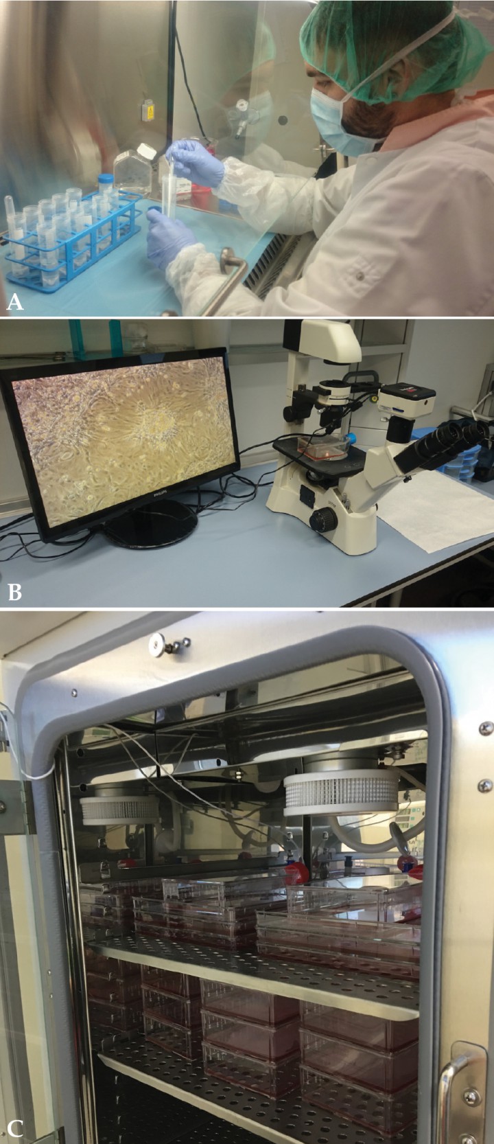 <p>Seguimiento y expansión de las células madre en cultivo. (A, B) Control y seguimiento de los cultivos celulares mediante visualización en el microscopio óptico. (C) Expansión y mantenimiento de las células en cultivo mediante la utilización de un incubador con control de temperatura y nivel de CO<sub>2</sub>.</p>