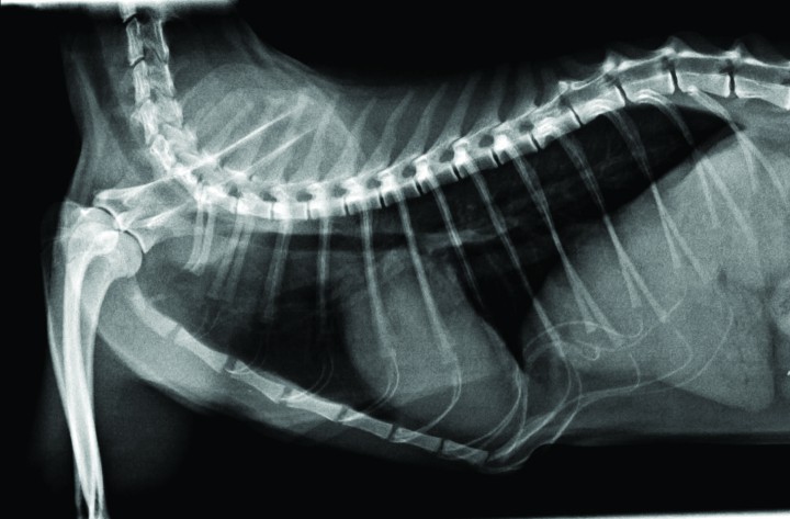 <p>Radiografía LL del tórax en la que se observa leve cardiomegalia.</p>