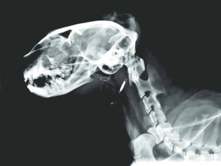 <p>Radiografía LL de la cabeza en la que se observa una membrana dorsal al paladar (flecha blanca) y una elongación del paladar blando.</p>