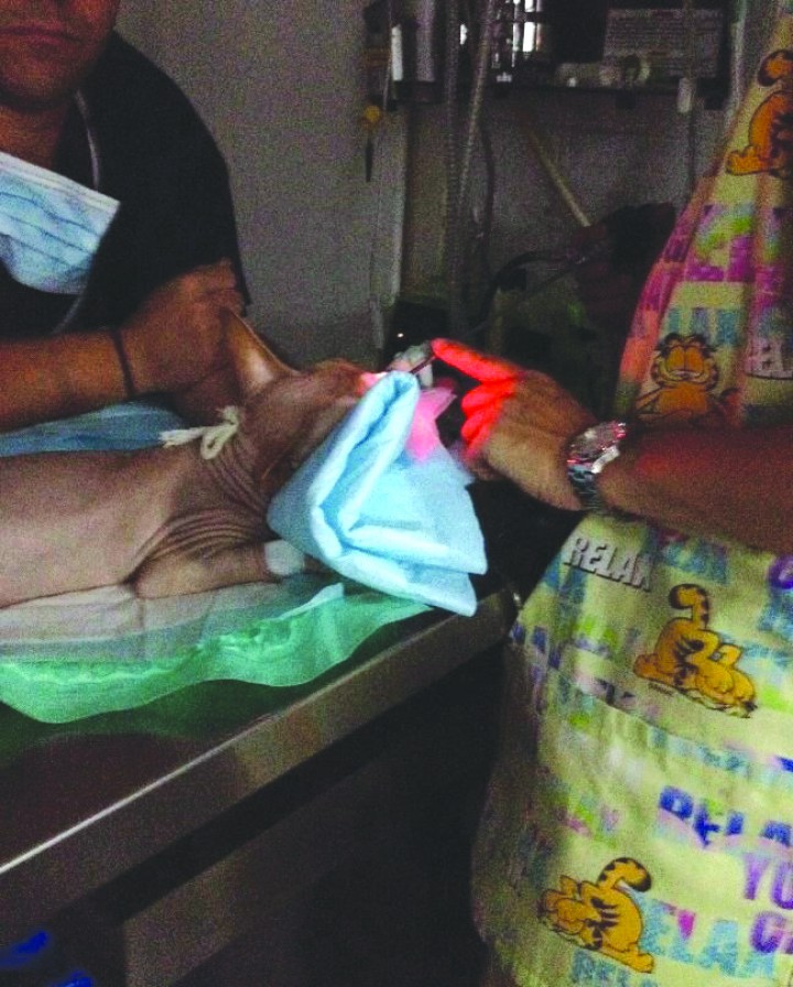 <p>Rinoscopia rostral con endoscopio rígido.</p>