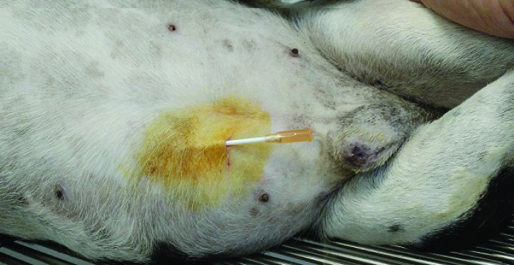 <p>Técnica de abdominocentesis.</p>