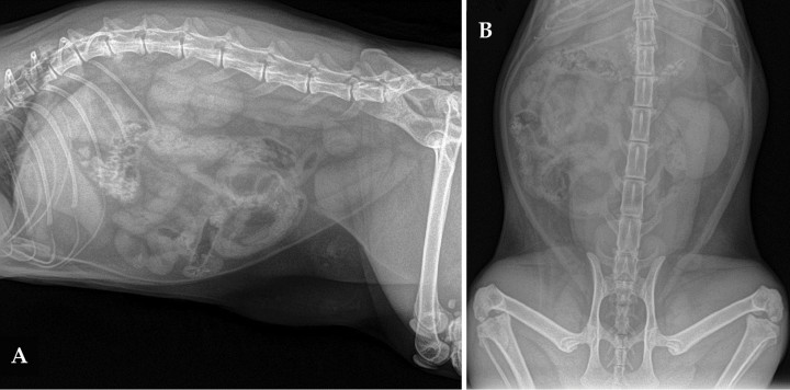 <p>(A) Proyección lateral derecha. (B) Proyección ventrodorsal de abdomen de una gata común Europeo de 2 años con un cuadro de hematuria.</p>
