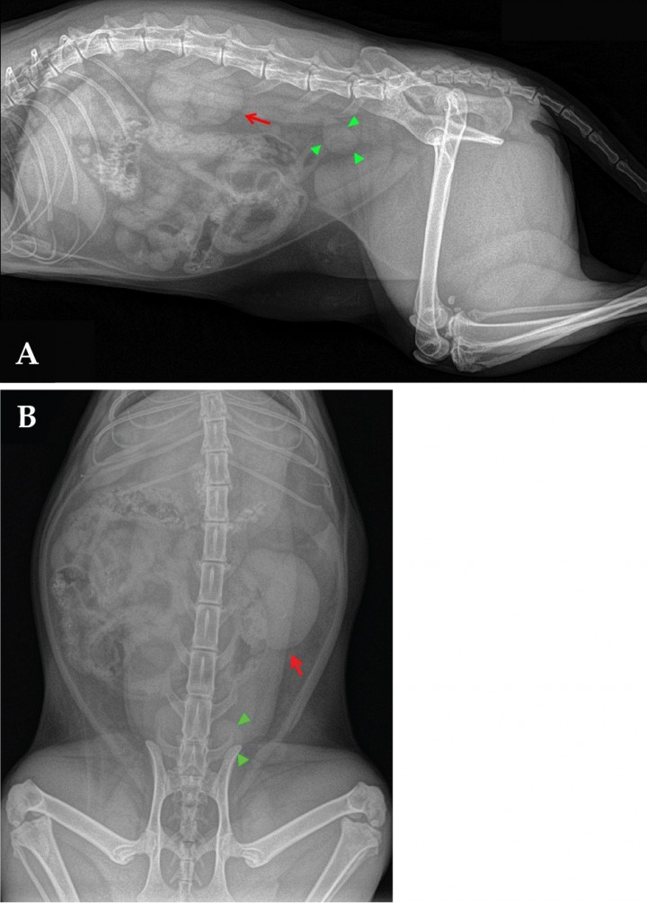 <p>Mismas imágenes que en la Fig. 1 (A) Proyección lateral derecha. Se observan las siluetas renales superpuestas y un aumento de opacidad en el centro de las mismas. Los márgenes de la silueta renal izquierda son irregulares (flecha roja). Dorsal a la vejiga de la orina hay una zona de opacidad tejido blando anormal, con forma de lágrima, a la altura de L6 (cabezas de flecha verdes). (B) Proyección ventrodorsal de abdomen. Se observa una evidente diferencia de tamaño entre el riñón derecho (normal) y el izquierdo (aumentado de tamaño), evidenciándose de manera más clara la irregularidad de sus márgenes y una zona de opacidad mineral en la zona de proyección de la pelvis renal (flecha roja). Al igual que en la proyección lateral, se observa la misma estructura de opacidad tejido blando con forma de lágrima (cabezas de flecha verdes).</p>