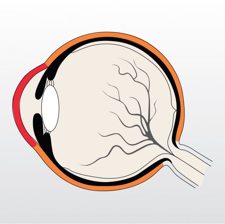<p>Esquema del globo ocular del perro. La córnea (color rojo) y la esclera (color naranja) conforman la túnica más externa del globo ocular, también llamada túnica fibrosa.</p>