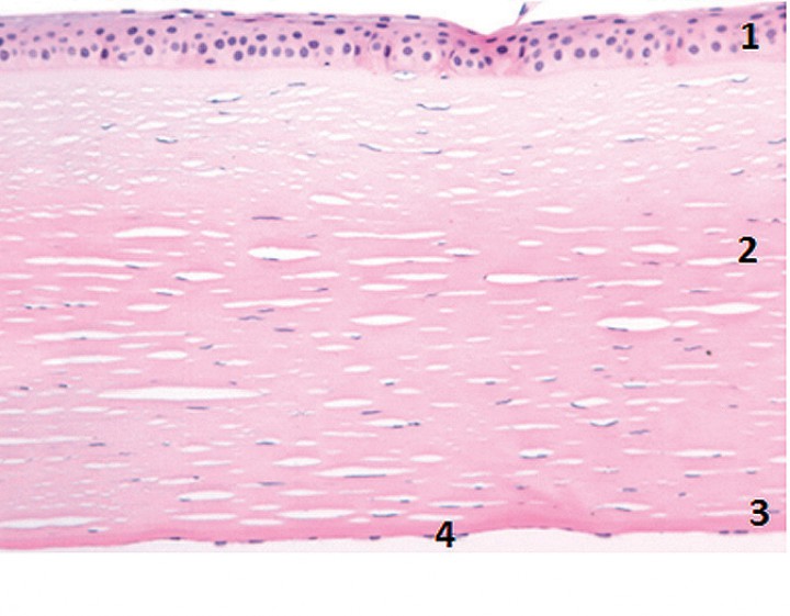 <p>Imagen histológica de la córnea del perro. Nótense las capas corneales (de fuera a adentro): epitelio (1), estroma (2), membrana de Descemet (3) y endotelio corneal (4).</p>