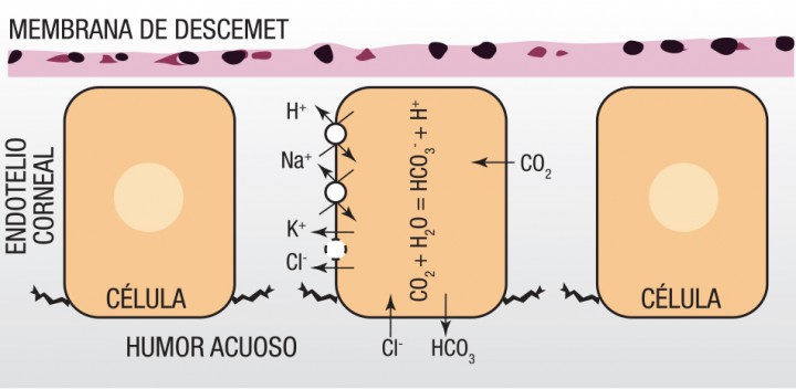 <p>Esquema general de la bomba endotelial y los iones que intervienen en el proceso.</p>