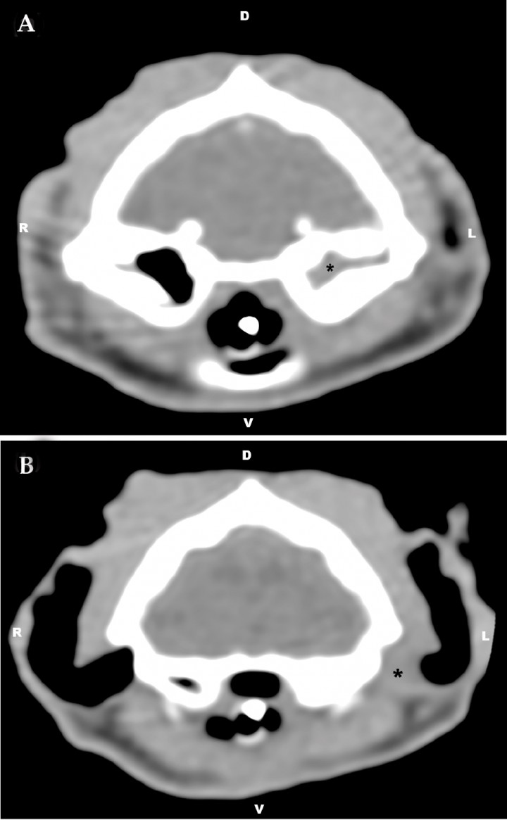 <p>Transverse computed tomography image at the level of the tympanic bullae using soft tissue window (window width [WW]= 360, window level [WL]= 60). (A) Accumulation of soft-tissue dense material can be seen within the left tympanic cavity and (B) the horizontal portion of the left external ear canal (*). R= right, L= left, D= dorsal, V= ventral.</p>