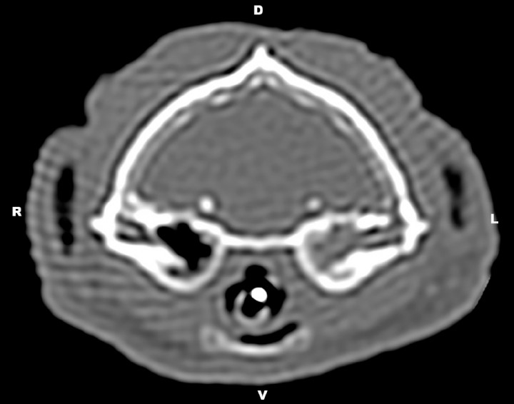 <p>Transverse computed tomography image at the level of the tympanic bullae using bone window (WW= 2000, WL= 800). Accumulation of soft-tissue dense material within the left tympanic cavity as well as mild sclerosis of the left tympanic wall were observed. R= right, L=left, D=dorsal, V=ventral.</p>
