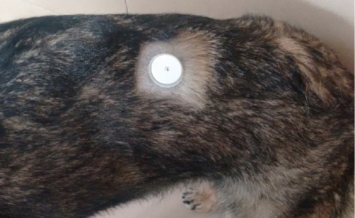 <p>Sensor implantado en la región toracolumbar.</p>