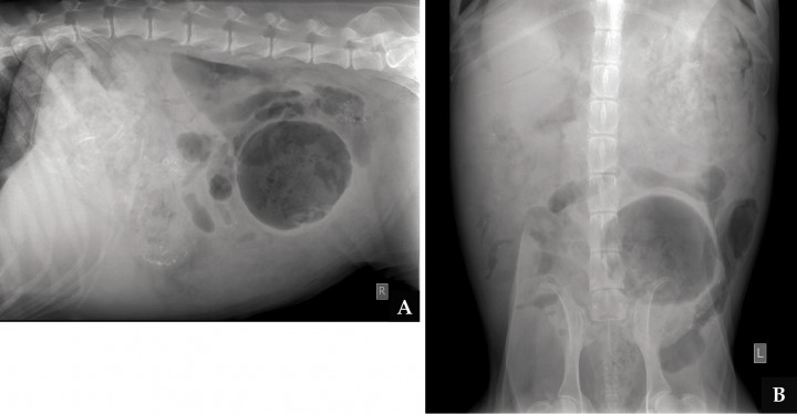 <p>(A) Imagen radiografica lateral derecha y (B) ventrodorsal de la cavidad abdominal.</p>