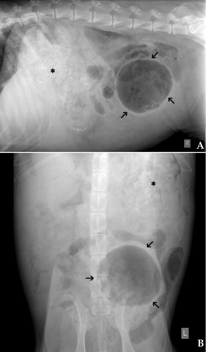 <p>Mismas imágenes que la Fig 1. En ambas imágenes se aprecia pérdida de visualización de las serosas y presencia de gas libre en la zona ventral derecha. En abdomen caudal se observa una estructura cavitaria con bordes bien definidos (flechas) que desplaza dorsal y ventralmente a asas de intestino delgado y hacia la izquierda al colon. El estómago se encuentra distendido y con contenido heterogéneo, con cuerpos extraños de opacidad hueso (asterisco).</p>