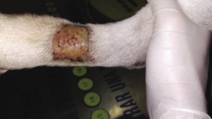 <p>Lesiones en un perro de raza Labrador con dermatitis acral.</p>