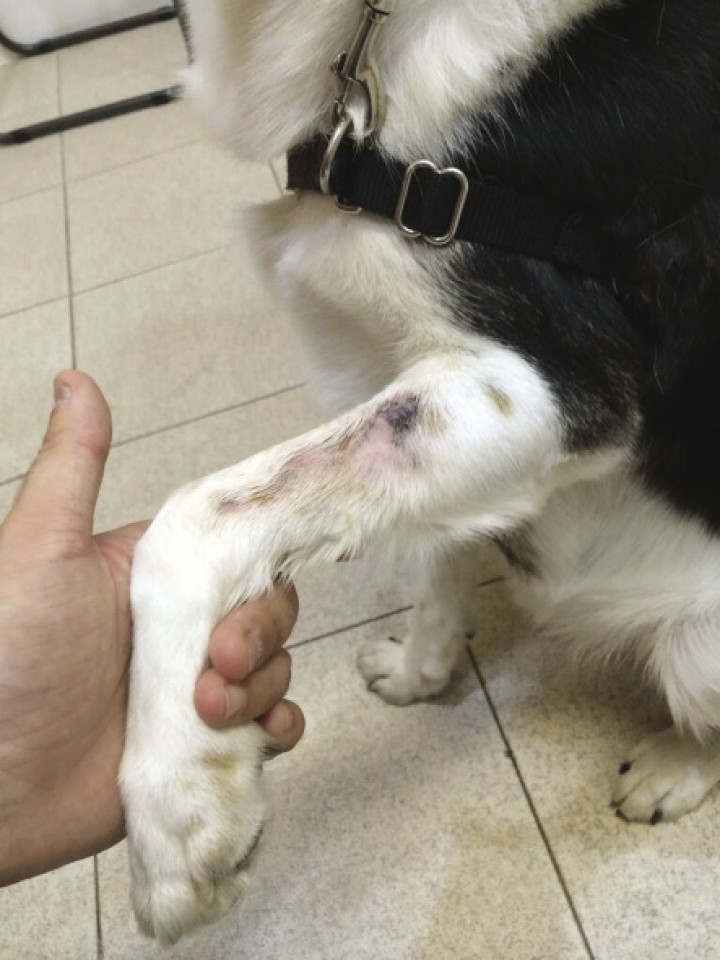 <p>Lesiones en un perro de raza Border Collie con dermatitis acral.</p>