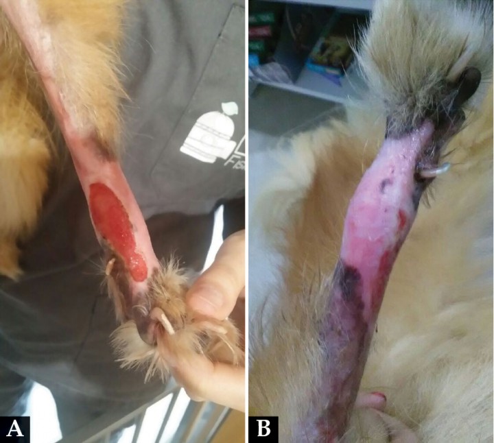 <div class=\"Basic-Text-Frame\">
<p>(A) Lesiones en un perro de raza Pomerania con dermatitis acral. (B) Evolución tras 6 semanas de tratamiento con un ISRS y un hidrogel de ácido hipocloroso.</p>
</div>