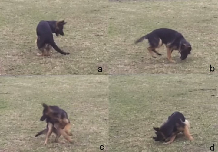 <p>Secuencia de movimientos de un perro de raza Pastor Alemán con <em>“tailchasing”</em>.</p>