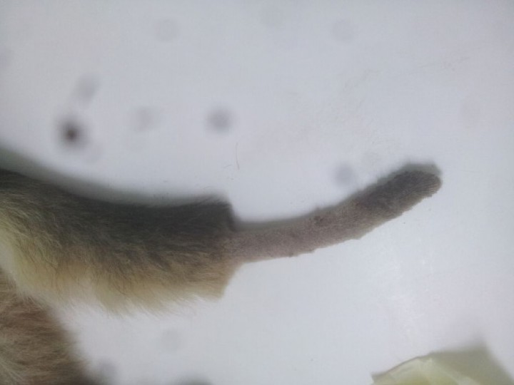 <p>Alopecia traumática en un perro de raza Pastor Alemán con <em>“tailchasing”</em>.</p>