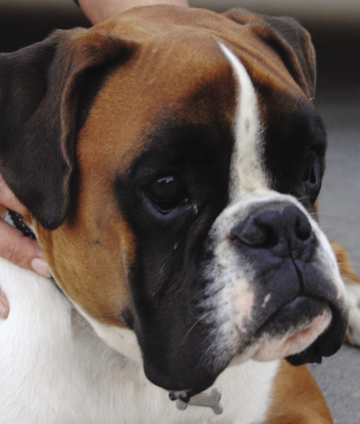 <p>Bóxer de 7 meses de edad con una prominencia en la zona frontal derecha.</p>