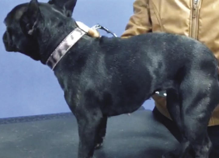 <p>An abnormally slim abdomen is evident in this French Bulldog with bilateral diaphragmatic paralysis.</p>