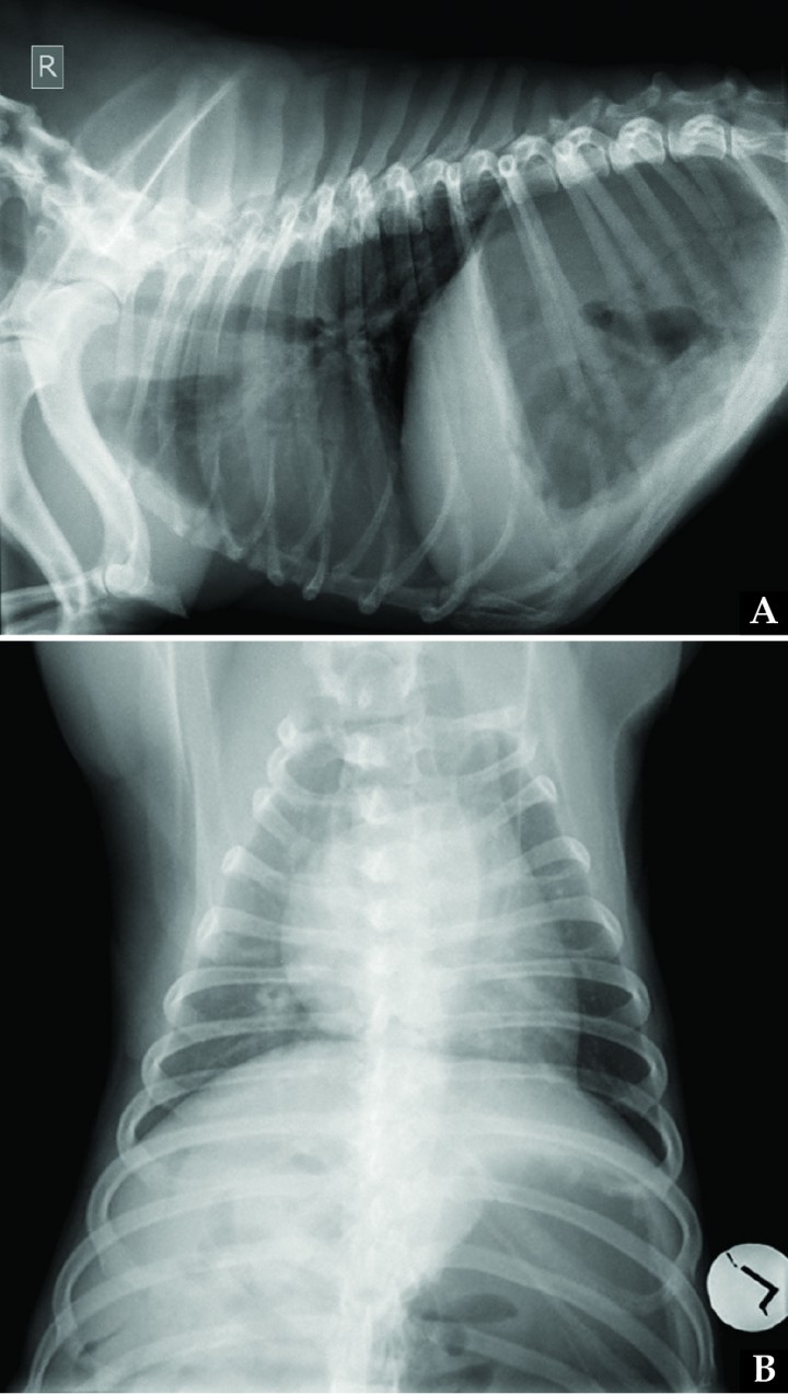 <p>(A) Right lateral and (B) dorsoventral thoracic radiographs of the same dog in Figure 1 on admission. Due to bilateral diaphragmatic paralysis, cranial diaphragmatic displacement is present, with subsequent poor lung inflation and increased opacity of the lung field. Gastric dilation is also visualized.</p>