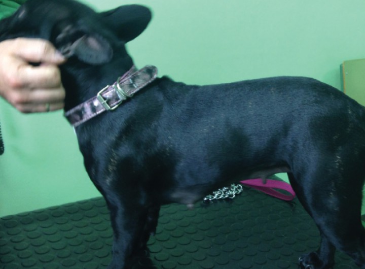 <p>After diaphragmatic plication, the abdomen shows a normal shape.</p>