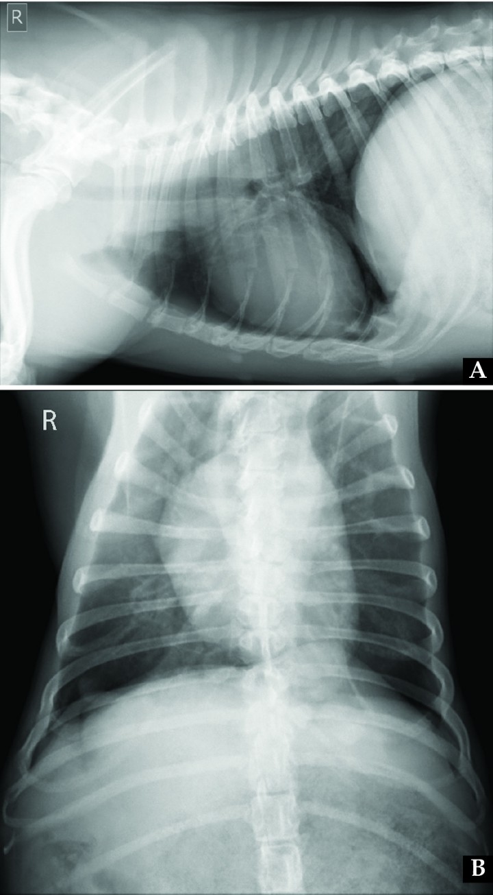 <p>(A) Right lateral and (B) dorsoventral thoracic radiographs obtained one month after surgical diaphragmatic plication. On the lateral view, diaphragm position appeared more normal when compared to Figure 2. On the dorsoventral view, normal position of the right diaphragmatic crus is observed, while on the left side cranial displacement of the left crus is present, which might be related to partial suture loosening.</p>