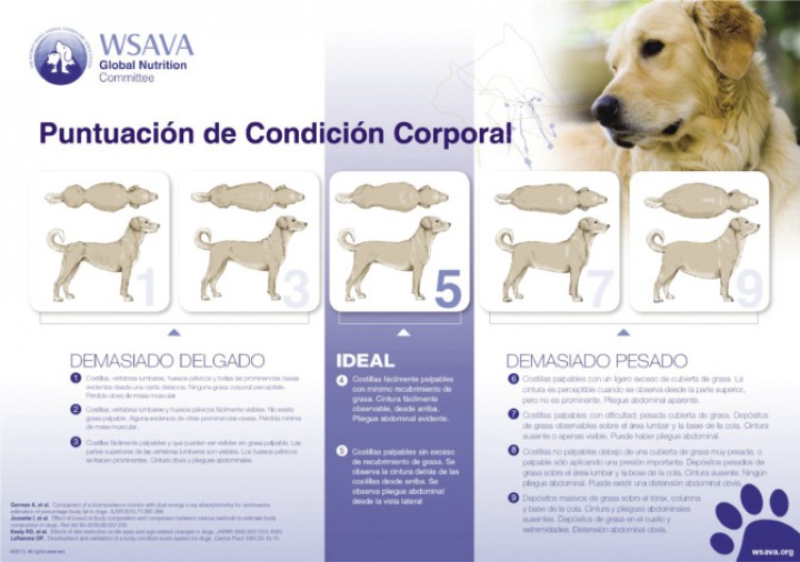 <p>Índice de condición corporal canino. Herramienta del <em>Global Nutrition Committee Toolkit</em>. Cortesía de la <em>World Small Animal Veterinary Association</em>.</p>