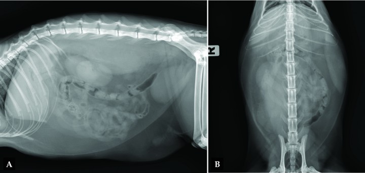 <p>(A) Radiografía lateral y (B) ventrodorsal de abdomen de un gato que se presenta con dolor abdominal.</p>