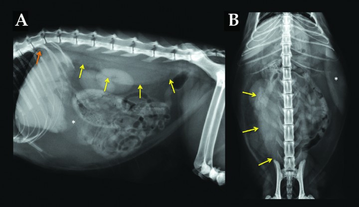 <p>Mismas radiografías que en la Figura 1. Las flechas amarillas demarcan la extensión de la opacidad tejido blando asociada a la musculatura espinal desde el nivel del ilion derecho hasta la parte ventral de T12 (flecha naranja), desplazando el riñón derecho ventrolateralmente. El bazo (*) presenta un marcado aumento de tamaño con bordes regulares y homogéneos.</p>