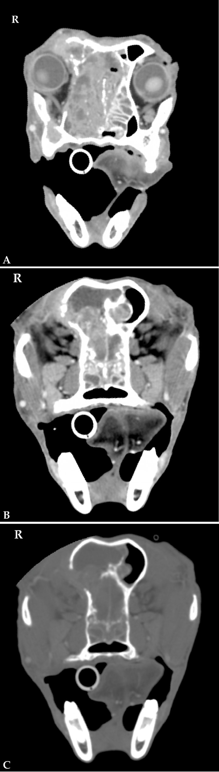 <div>
<div class=\"Basic-Text-Frame\">
<p>Nasal carcinoma in a 12 year-old German Shepherd. (A) CT transverse image in soft tissue window at the level of the retrobulbar space. There is a large, heterogeneous, contrast-enhancing mass mainly located in the right nasal cavity. Note the severe destruction of the nasal and ethmoid turbinates and frontal bone and nasal septum, with extension of the mass into the left nasal cavity. (B) CT transverse image in soft tissue and (C) bone windows at the level of the frontal sinus. Focal destruction of the right dorsolateral aspect of the cribiforme plate and right frontal bone and protrusion of the mass into the calvarium and the right frontal sinus. R: right.</p>
</div>
</div>
